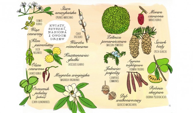 Książka "Anatomia natury" Wydawnictwo Entliczek