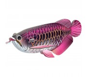 Eko Układanka 3D Eugy - Arowana Azjatycka