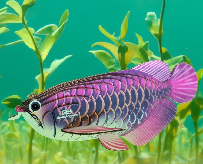 Eko Układanka figurka z kartonu 3D Eugy - Ryba Arowana Azjatycka