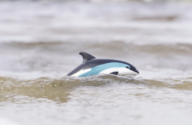 Delfin Białoboki Atlantycki figurka dla dzieci Safari Ltd ręcznie malowana