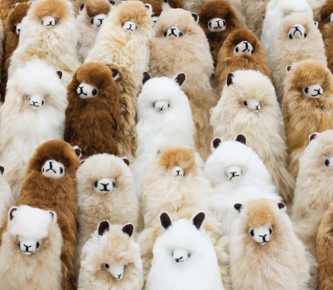 Puszysta maskotka z wełny Alpaka Inkari