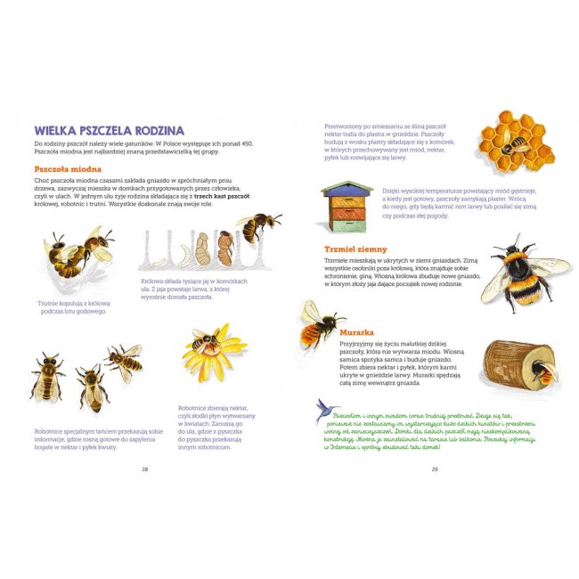 Książka "Owady. Mój zeszyt obserwacji przyrodniczych" wydawnictwo Harperkids