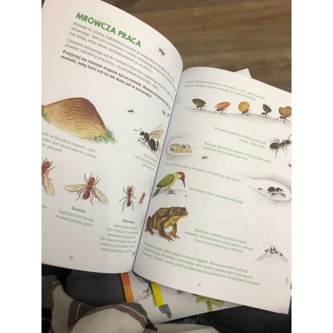 Książka "Owady. Mój zeszyt obserwacji przyrodniczych" wydawnictwo Harperkids