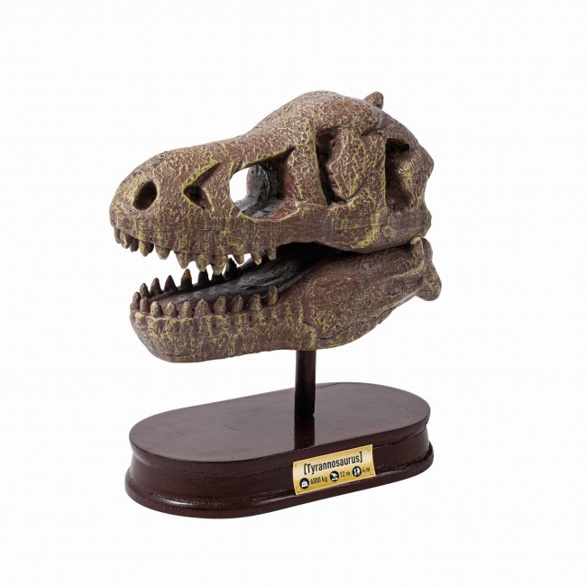 Muzeum czaszek dinozaura Buki - Tyranozaur