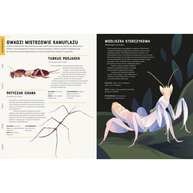 Książka "Zwierzęta od A do Z" wydawnictwo Kropka