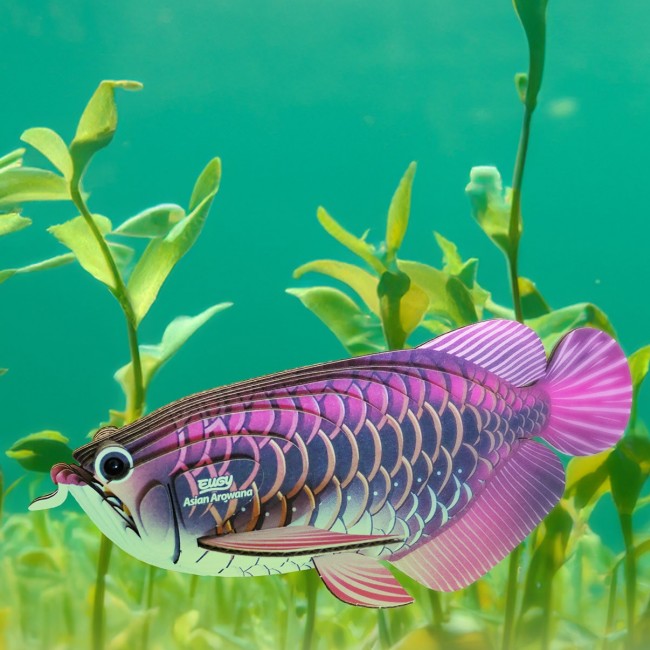 Eko Układanka 3D Eugy - Arowana Azjatycka