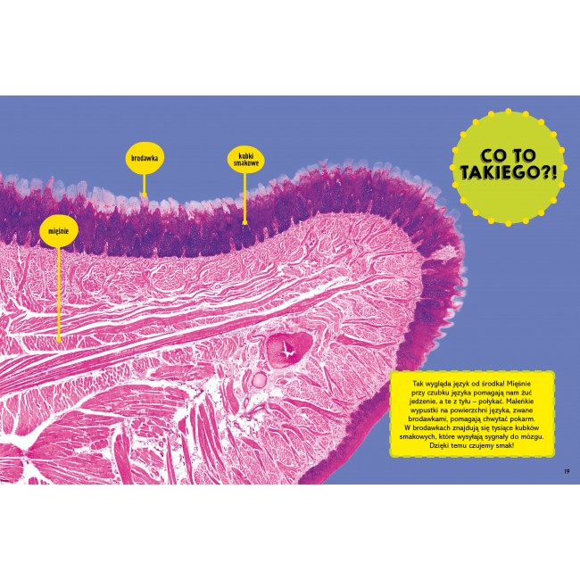 Książka "Wielka księga pytań jak" Wydawnictwo Kropka